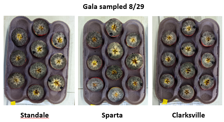 Gala apples with starch iodine.